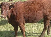 Quiz Les races de vaches franaises