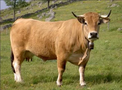 Quelle est cette race ?