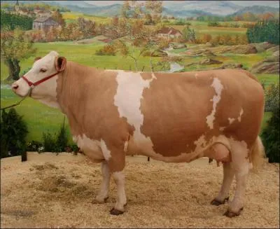 D'où vient la simmental française ?