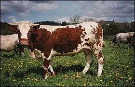 Quelle est cette race ?