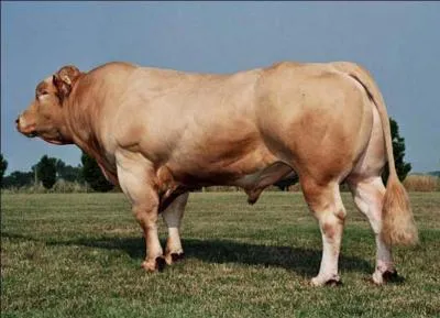 Quelle est cette race ?