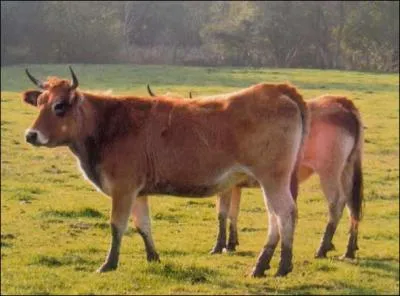 D'où vient la parthenaise ?