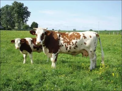 D'où vient la saosnoise ?