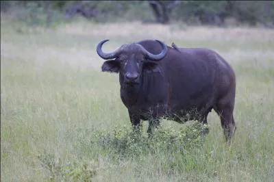Une dernière, après je te laisse tranquille... jusqu'au prochain test !