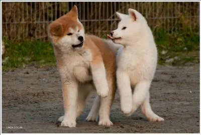 De combien d'années date la race ?