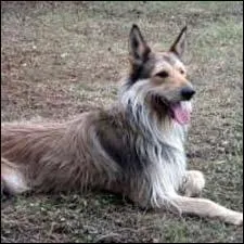 Ce chien s'appelle Berger picard.