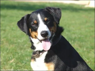 Les portées peuvent être nombreuses (suivant la race), allant de 5 à 34 chiots.