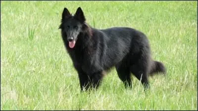 Ce chien s'appelle Berger blanc suisse.