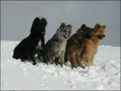 Ce chien s'appelle Malinois.