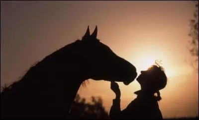 Au pas, pour déplacer les hanches du cheval vers la gauche, il faut :