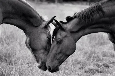 Quelles sont les conditions qui permettent d'améliorer le confort du cheval ?