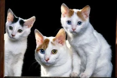 Cette race s'appelle Maine coon :