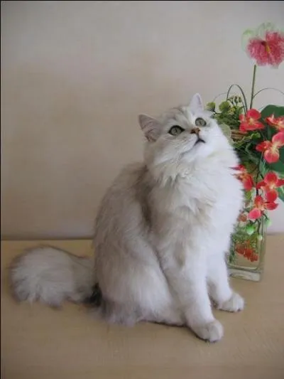 Cette sorte s'appelle Bobtail des Kouriles :