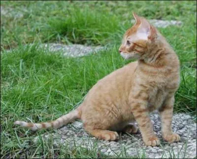 Cette race s'appelle German rex :