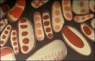 Beaucoup plus près de chez nous, voici des galets aziliens. D'où proviennent-ils ?