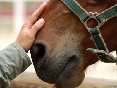 L'indice est "contact avec les animaux", quel est l'intrus ?