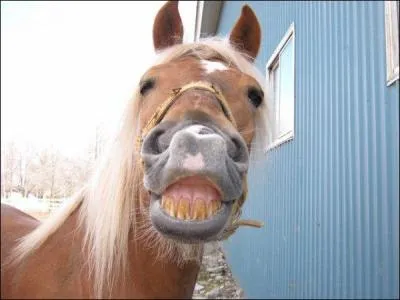 Le cheval a combien de dents ?