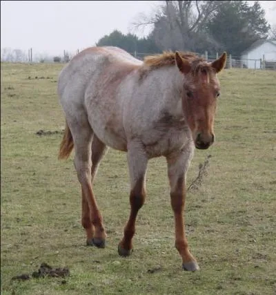 Quelle robe est-ce ?