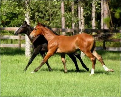 Si deux chevaux sont dans le même parc, sont-ils nécessairement amis ?