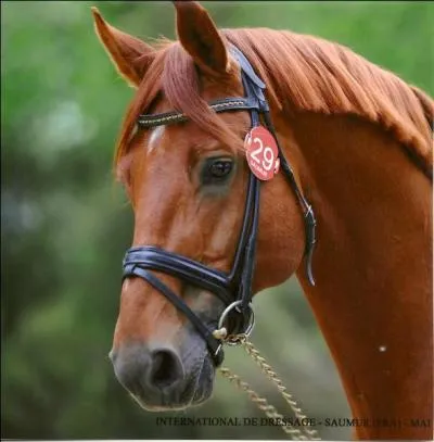 Comment s'appelle la pièce que l'on met dans leur bouche pour les guider ?