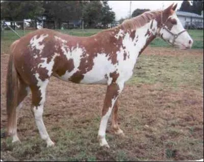 Quelle robe est-ce ?