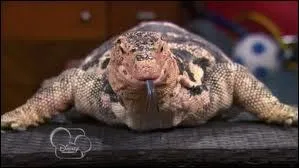 Quel est le nom de ce gros lézard ?