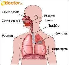 Le pharynx abrite les cordes vocales.
