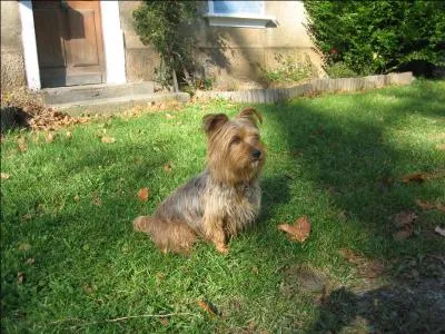 Il est mort aussi le 9 août, quelle était sa race ?