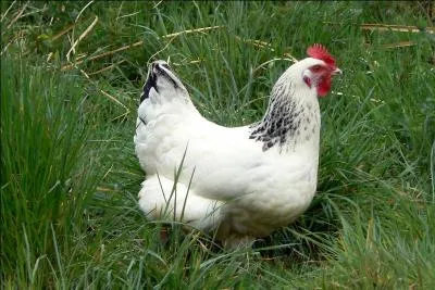 Comment s'appelle la poule de Zed (Zeldicus Zoul'Zorander) ?