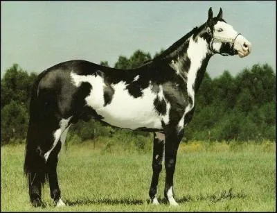 Quelle est la robe de ce cheval ?