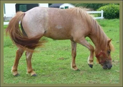 Quelle est la robe de ce cheval ?