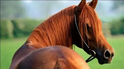 Quelle est la robe de ce cheval ?