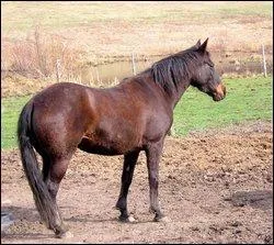 Quelle est la robe de ce cheval ?