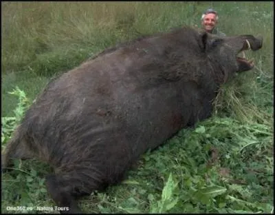 Beau trophée de chasse, pas vrai ?