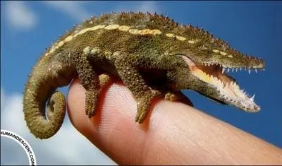 On a découvert depuis peu un caméléon qui a une tête qui ressemble à s'y méprendre à celle d'un crocodile. La nature produit parfois des animaux improbables.