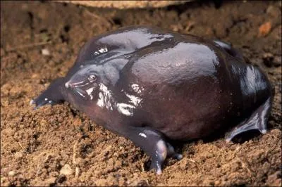 C'est une grenouille découverte très récemment, la Grenouille violette d'Inde.
