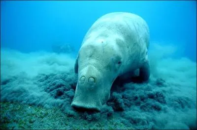 Je vous présente le Dugong.