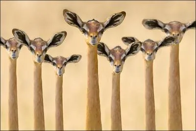 Ces Gazelles girafes vivent en Afrique et plus particulièrement dans les plaines du Serengeti.