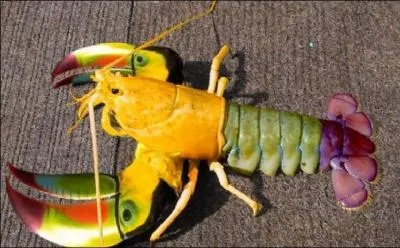 C'est un homard avec de yeux sur les pinces, son nom est Homard oculus.