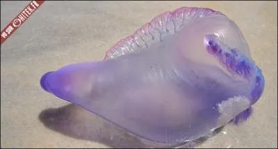 Voici, la Vessie de mer.