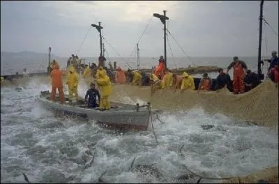 Je suis associé à la madrague.