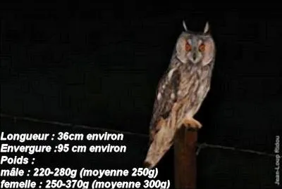 On me nomme Asio otus. Je suis une chouette ou un hibou ?