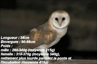 On me nomme Tyto alba. Je suis une chouette ou un hibou ?