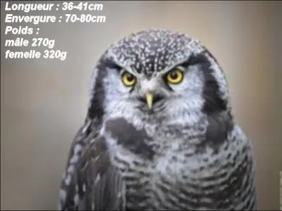 On me nomme Surnia ulula. Je suis une chouette ou un hibou ?