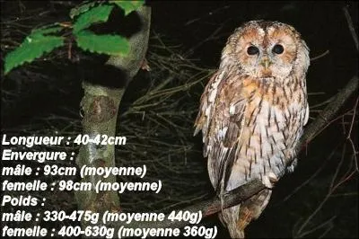 On me nomme Strix aluco. Je suis une chouette ou un hibou ?