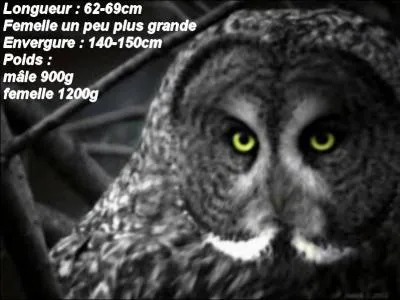 On me nomme Strix nebulosa . Je suis une chouette ou un hibou ?