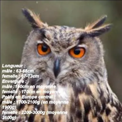On me nomme Bubo bubo. Je suis une chouette ou un hibou ?