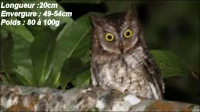 On me nomme Otus scops. Je suis une chouette ou un hibou ?