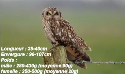 On me nomme Asio flammeus. Je suis une chouette ou un hibou ?