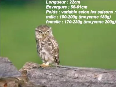On me nomme Athene noctua. Je suis une chouette ou un hibou ?